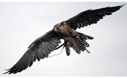 Newgrange Falconry