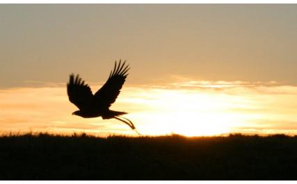 Newgrange Falconry - bird silhouette